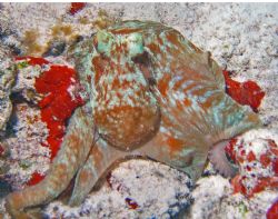 Photo taken in Cozumel on a night dive in the Paradiso ar... by Garry Rogers 